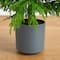 7ft. Norfolk Island Pine Real Touch Artificial Christmas Tree